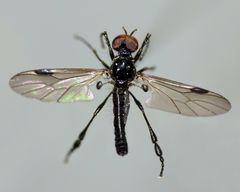 Dilophus segnis