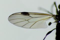 Dilophus segnis