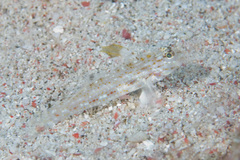 Fusigobius melacron