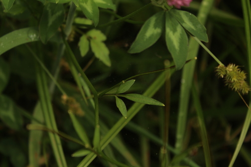 Image of Cardamine africana by (c) Andrés Ramírez-Barrera, some rights reserved (CC BY)