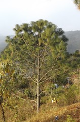 Pinus montezumae