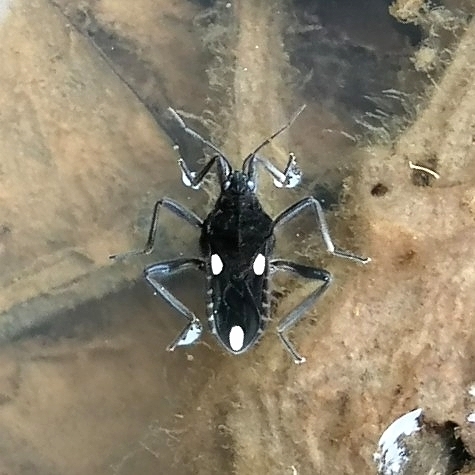 Paravelia