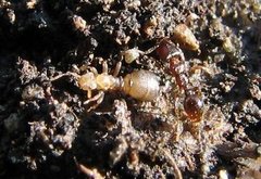 Tetramorium atratulum
