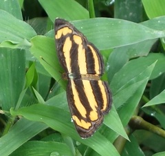 Pantoporia