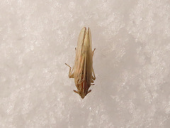 Stenocranus minutus