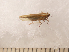 Stenocranus minutus