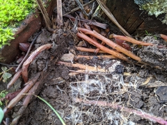 Testacella haliotidea