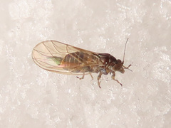 Cacopsylla melanoneura