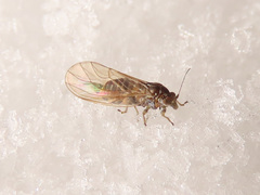Cacopsylla melanoneura