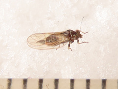 Cacopsylla melanoneura