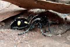 Traumatomutilla parallela