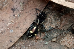 Traumatomutilla parallela