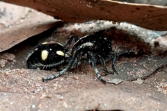 Traumatomutilla parallela