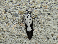 Ethmia quadrillella