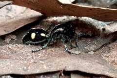 Traumatomutilla parallela