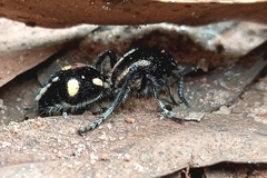 Traumatomutilla parallela