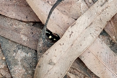 Traumatomutilla parallela