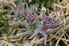 Cynoglossum magellense