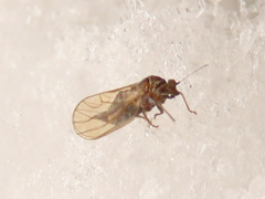 Cacopsylla melanoneura