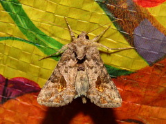 Ctenoplusia accentifera