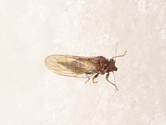 Cacopsylla melanoneura