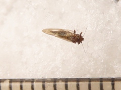 Cacopsylla melanoneura