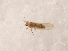 Trioza urticae