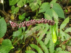 Anthurium cuspidatum