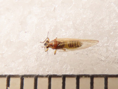Trioza urticae