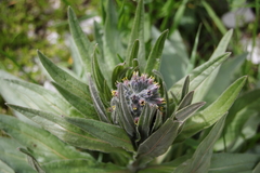 Solenanthus apenninus