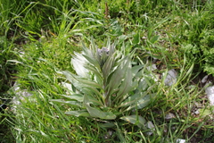Solenanthus apenninus