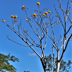 Cochlospermum
