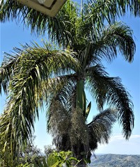 Roystonea borinquena