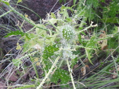 Cnidoscolus angustidens