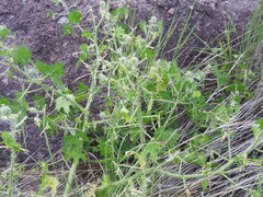 Cnidoscolus angustidens