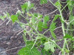 Cnidoscolus angustidens