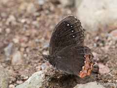 Gyrocheilus patrobas