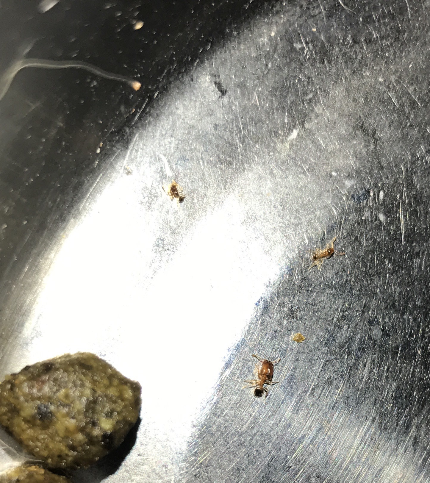 Pheidole creightoni