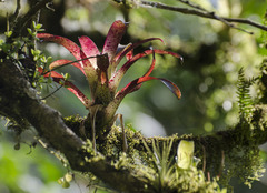 Tillandsia leiboldiana