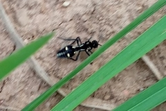 Traumatomutilla graphica