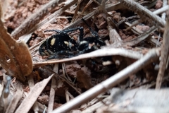 Traumatomutilla graphica