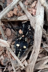 Traumatomutilla graphica