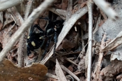 Traumatomutilla graphica