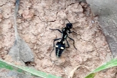 Traumatomutilla graphica