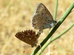 Polyommatus albicans