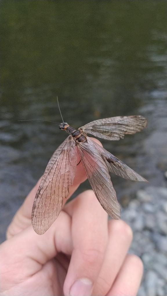 Archichauliodes chilensis