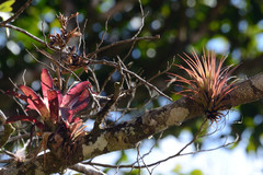 Tillandsia leiboldiana