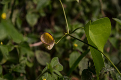 Aristolochia triangularis
