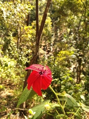 Hibiscus uncinellus