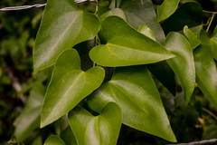 Aristolochia triangularis
